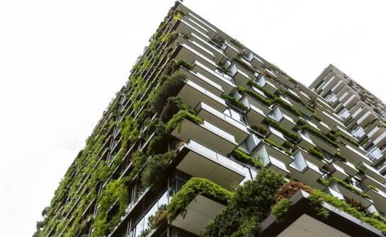 Różnorodność roślin w ścianach zieleni – jakie gatunki wybrać?