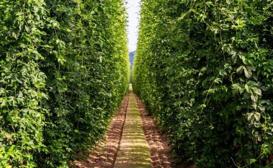 Praktyczne porady dotyczące zakładania plantacji krzewów jagodowych