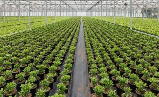 Dwutlenek węgla w rolnictwie – jak wspiera uprawy szklarniowe?