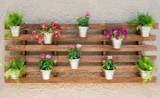 Rośliny odstraszające owady: naturalna ochrona dla balkonów i ogrodów