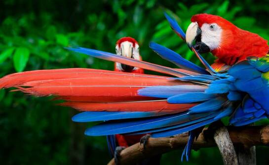 Rola preparatów w poprawie ogólnej kondycji i długości życia gołębi