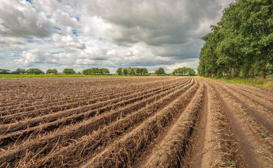Wpływ warunków klimatycznych na plony sadzeniaków jelly