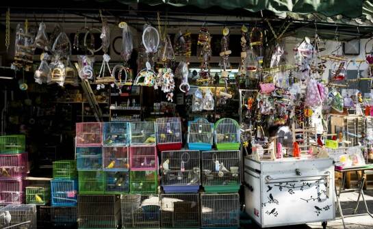 Kluczowe cechy koszy transportowych dostępnych w sklepie dla gołębi