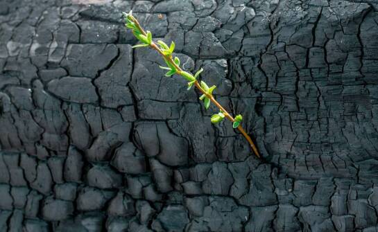 Odporność desek opalanych na warunki atmosferyczne w kontekście ogrodu botanicznego