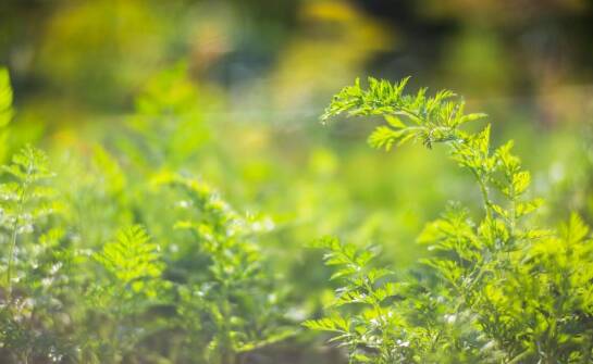 Jak inspekcja miejsc pomaga w identyfikacji cykających owadów?