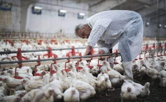 Jakie korzyści niesie za sobą skup kur dla jakości jaj i mięsa?