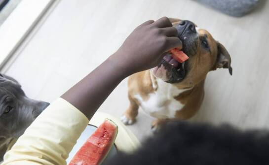 Jak karma dla psa forza10 wspomaga układ odpornościowy Twojego pupila?