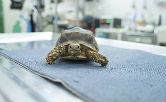 Rola przychodni weterynaryjnej w opiece nad zwierzętami egzotycznymi