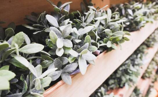 Zalety stosowania boksów do wzrostu roślin w laboratoriach badawczych