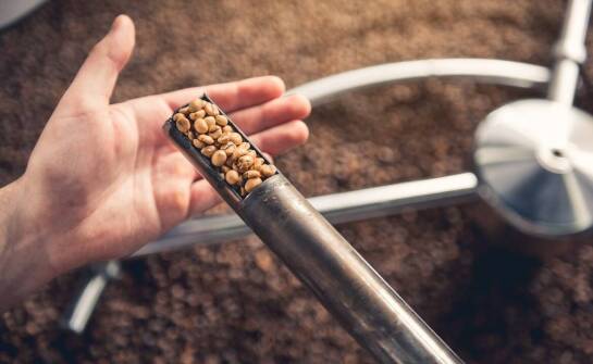 Zielona kawa i jej wpływ na zdrowie: co nauka mówi?