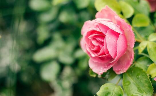 Magnolia Betty – jak zapewnić jej optymalne warunki wilgotnościowe?