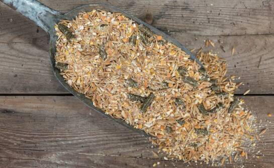 Probiotyki dla gołębi – wpływ na poprawę jakości upierzenia