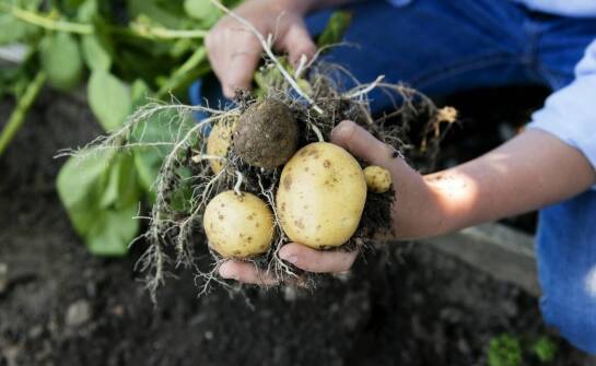 Planowanie upraw z wykorzystaniem sadzeniaków skrobiowych – przewodnik dla rolników