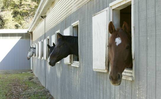 Ściółka lniana dla koni a poprawa higieny w stajniach