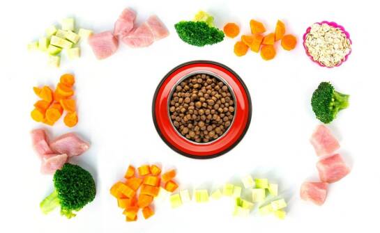 Jak acana karma dla kota wspiera układ odpornościowy Twojego zwierzaka?