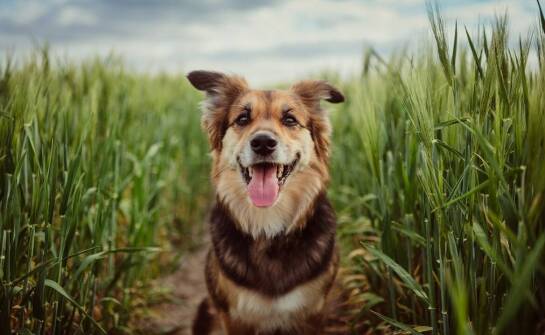 Jak dieta wpływa na zdrowie skóry i sierści młodych psów?