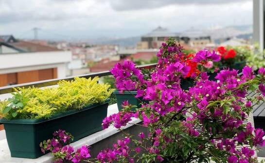 Trwałość i design skrzynek balkonowych 70 cm: co warto wiedzieć?