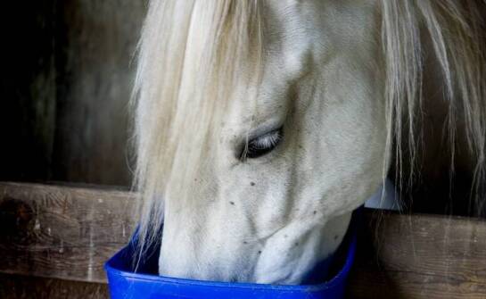 W jaki sposób pasze wspierają regenerację powysiłkową u koni?