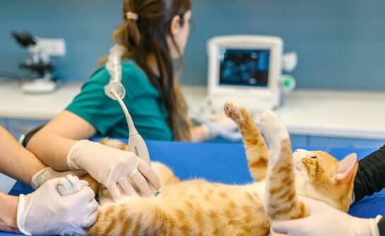 Rola nowoczesnego wyposażenia diagnostycznego w skutecznym leczeniu zwierząt