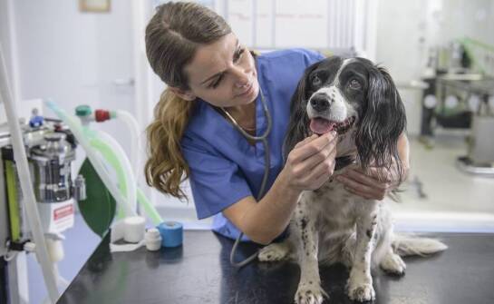 Jak tania klinika weterynaryjna wspiera właścicieli zwierząt domowych w nagłych przypadkach?