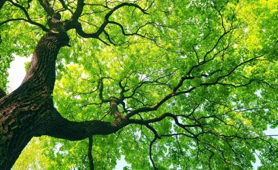 Jakie gatunki roślin najlepiej nadają się do otoczenia pomników przyrody?