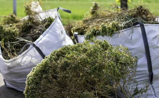 Jak zioła szwedzkie z piołunem wspierają zdrowie wątroby?