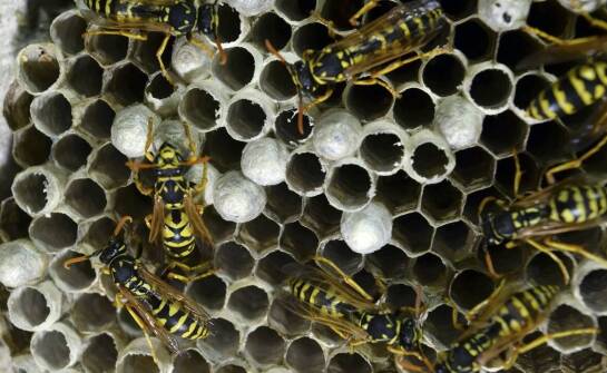 Jakie są najczęstsze miejsca występowania gniazd os w przestrzeniach mieszkalnych?