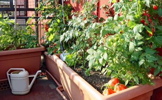 Jakie są zalety skrzynek balkonowych 60 cm w małych przestrzeniach?