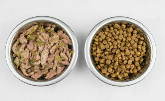 Rola kwasów tłuszczowych w mokrej karmie dla kotów