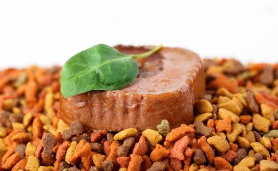 Rola mięsa w suchych karmach dla psów – dlaczego jest tak istotna?