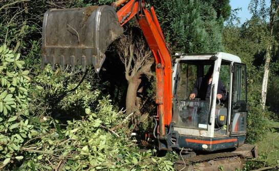 Ekologiczne aspekty karczowania terenu w kontekście zrównoważonego rozwoju