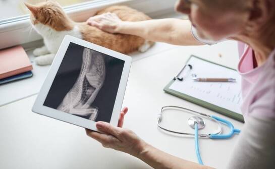 Nowoczesna diagnostyka USG i RTG w przychodni weterynaryjnej - co warto wiedzieć?