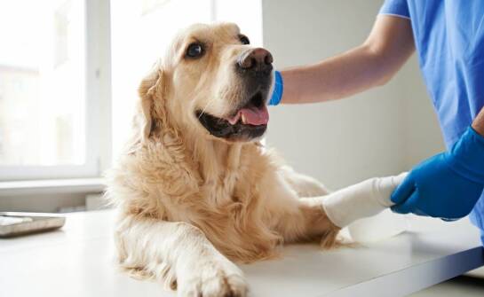 Jak ortopedia weterynaryjna wpływa na zdrowie stawów u zwierząt?