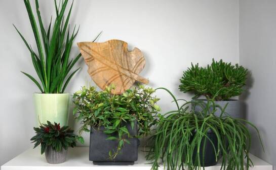 Porównanie sansewierii cylindrycznej a innych roślin doniczkowych