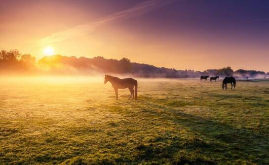 Jakie korzyści przynosi w codziennej diecie dla koni?