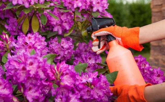 Jakie są najczęstsze błędy przy uprawie różowego rododendronu i jak ich unikać?