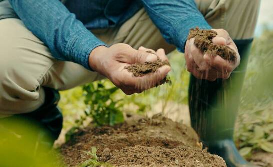 Jak prawidłowo przygotować glebę do siewu mieszanki traw pastwiskowych?