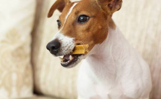 Rola uszu wołowych w budowaniu relacji z psem