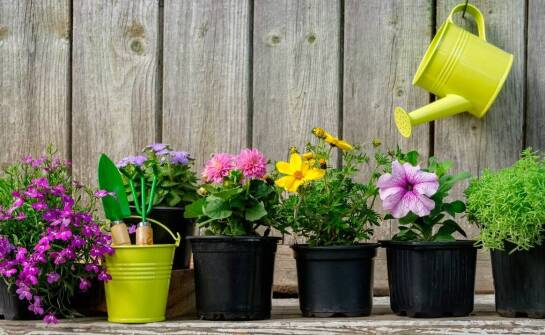 Praktyczny przewodnik dla ogrodników – optymalne warunki do uprawy kalwii