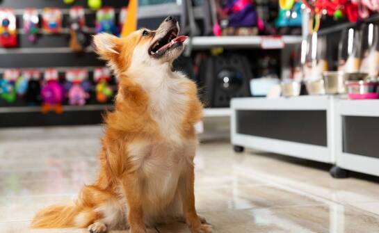 Jakie są najczęściej wybierane produkty przez klientów w sklepie zoologicznym na Wichrowych Wzgórzach?