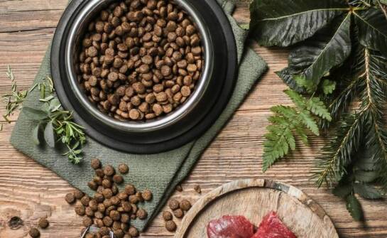 Wpływ diety BARF na zdrowie układu krążenia u domowych zwierząt