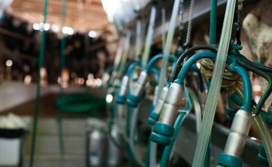 Jak automatyczne czochradło wpływa na dobrostan krów?