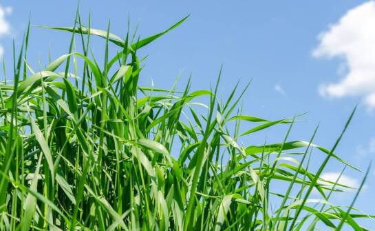 Jak maszynowy hydrosiew przyczynia się do długotrwałego zdrowia trawnika?