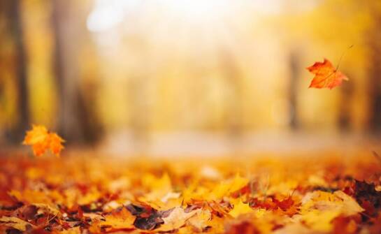 Jakie są korzyści z wyboru farby jesiennego liścia Joanna dla Twojego stylu?