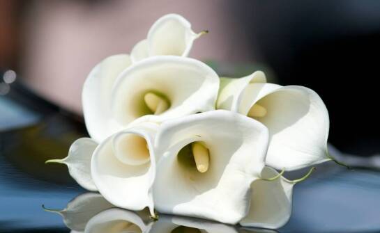 Rola dekoracji kwiatowych w tworzeniu niezapomnianej atmosfery podczas pogrzebu