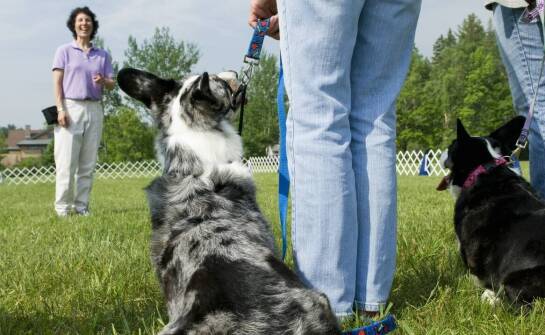 Jakie korzyści płyną z organizacji zawodów dogfrisbee z użyciem dysków long distance?