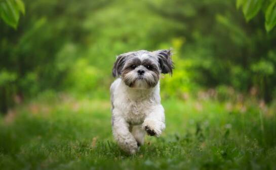 Wpływ karmy Naturea na energię i witalność Twojego pupila