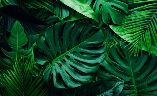 Jakie są najważniejsze cechy?