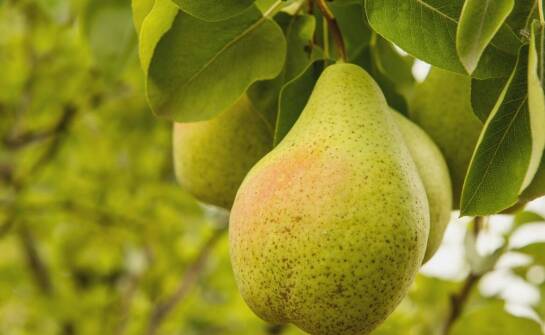Polska pigwa jako składnik diety antyoksydacyjnej - jakie ma właściwości?