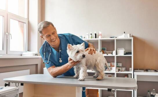 Usługi stomatologiczne w weterynaryjnych klinikach: jak dbać o zdrowie jamy ustnej pupila